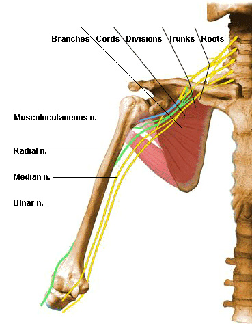 brachial