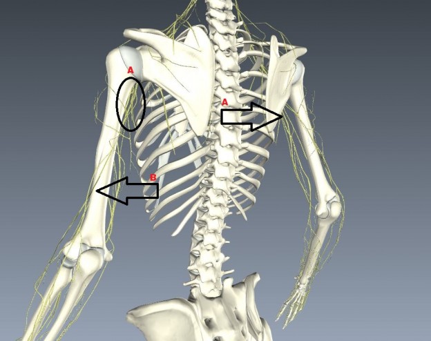Upper body nerves 3D